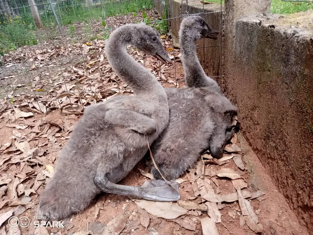 cisnes.jpg