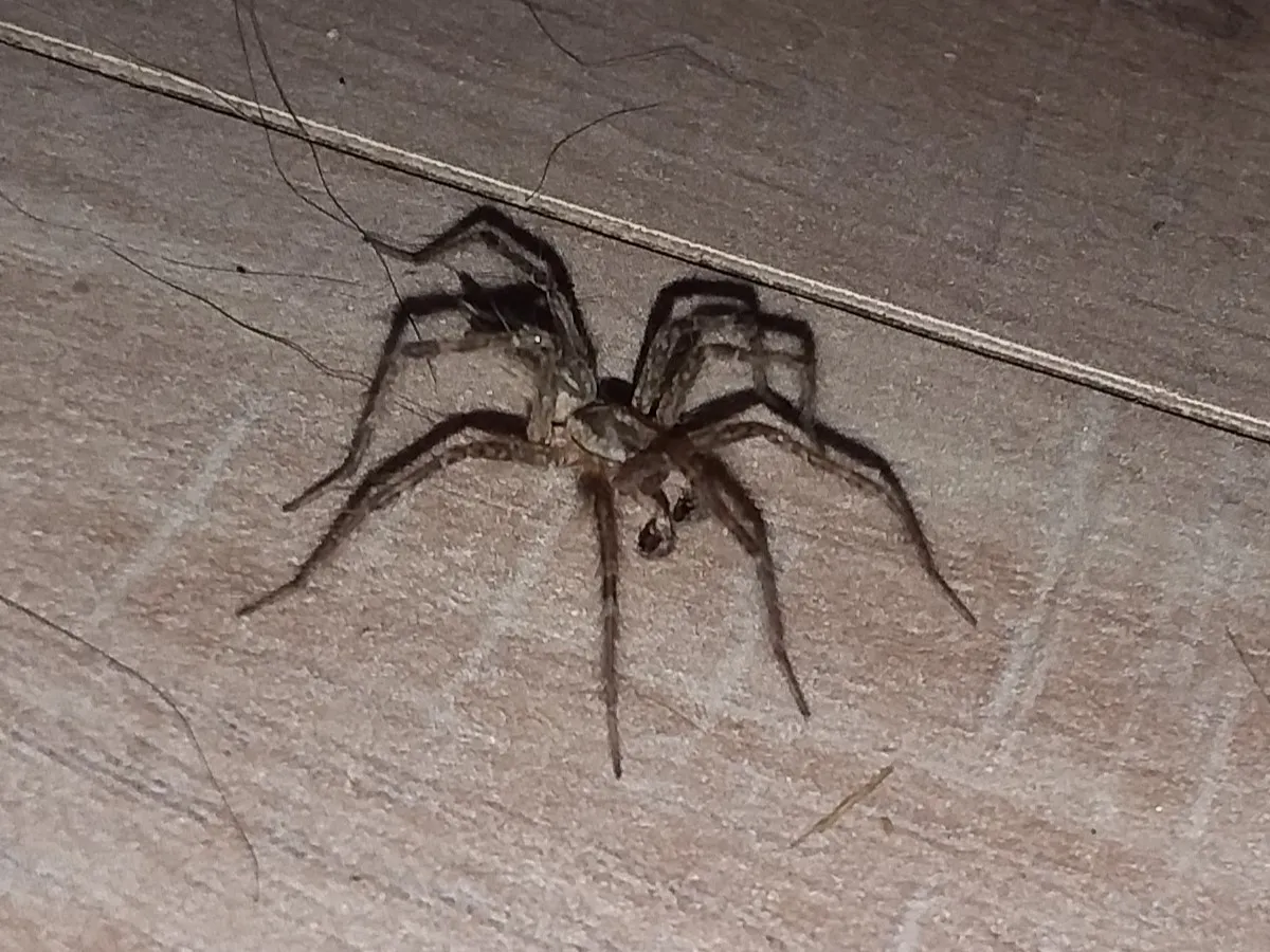 spider.jpg
