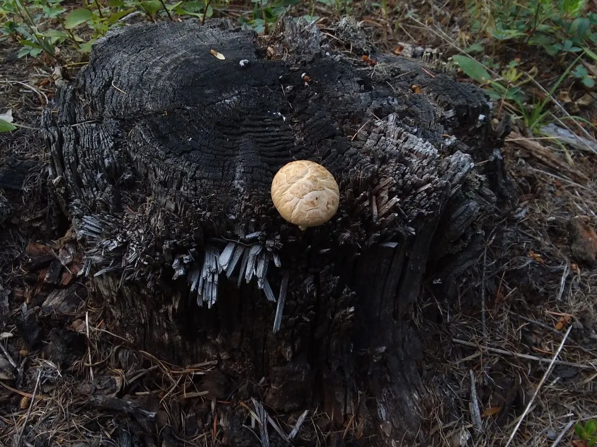 Stump Shroom Top.jpg