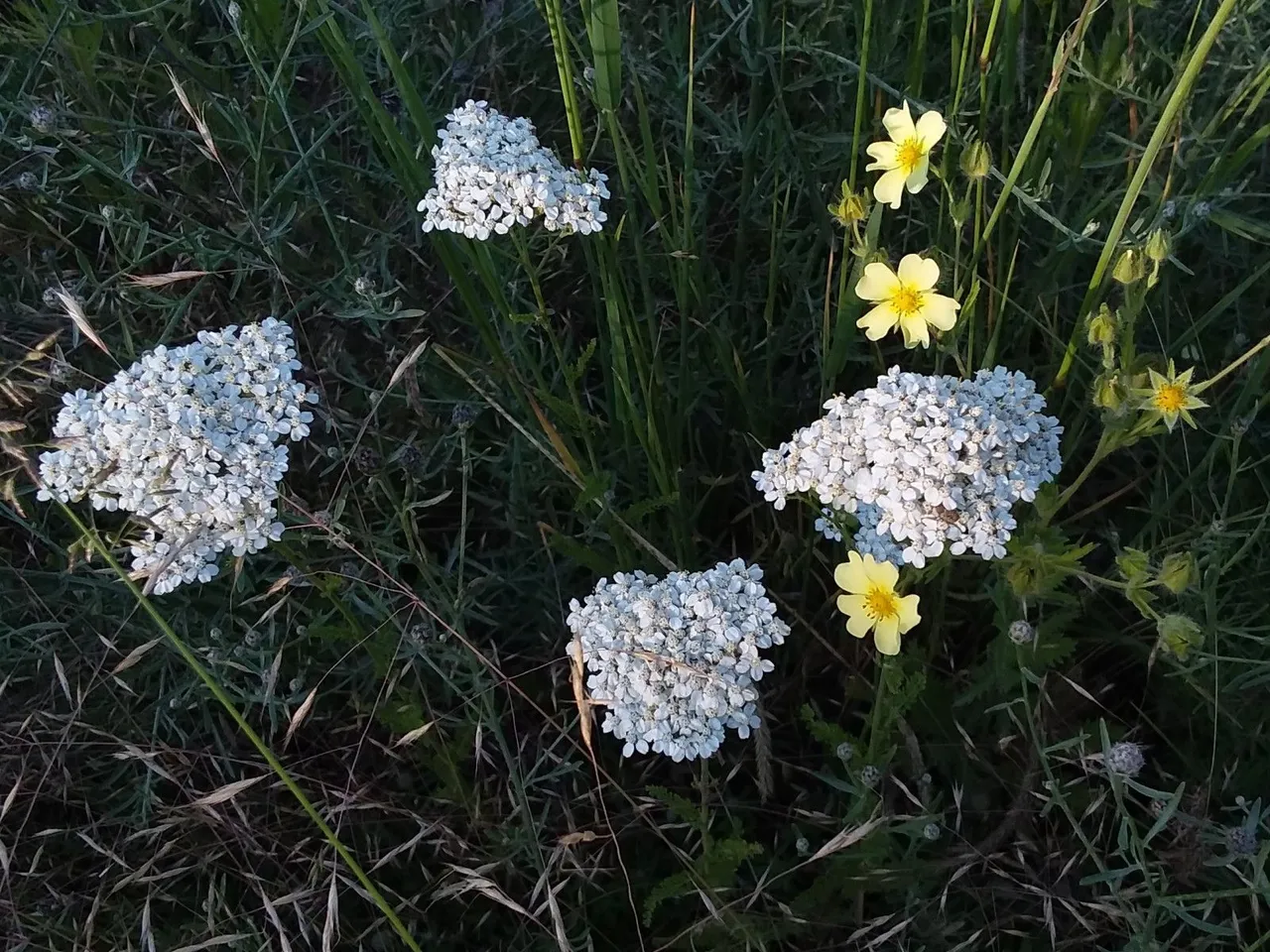yarrow.jpg
