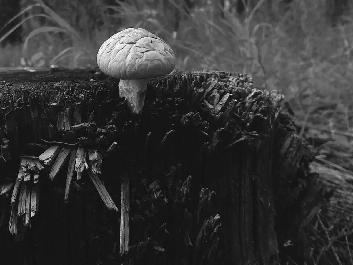 Stump Shroom BW.jpg