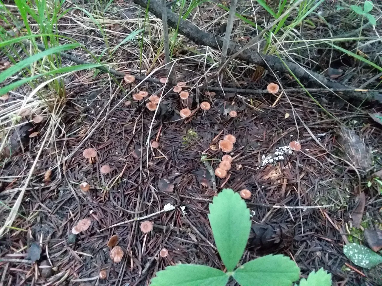 tiny brown mushrooms.jpg