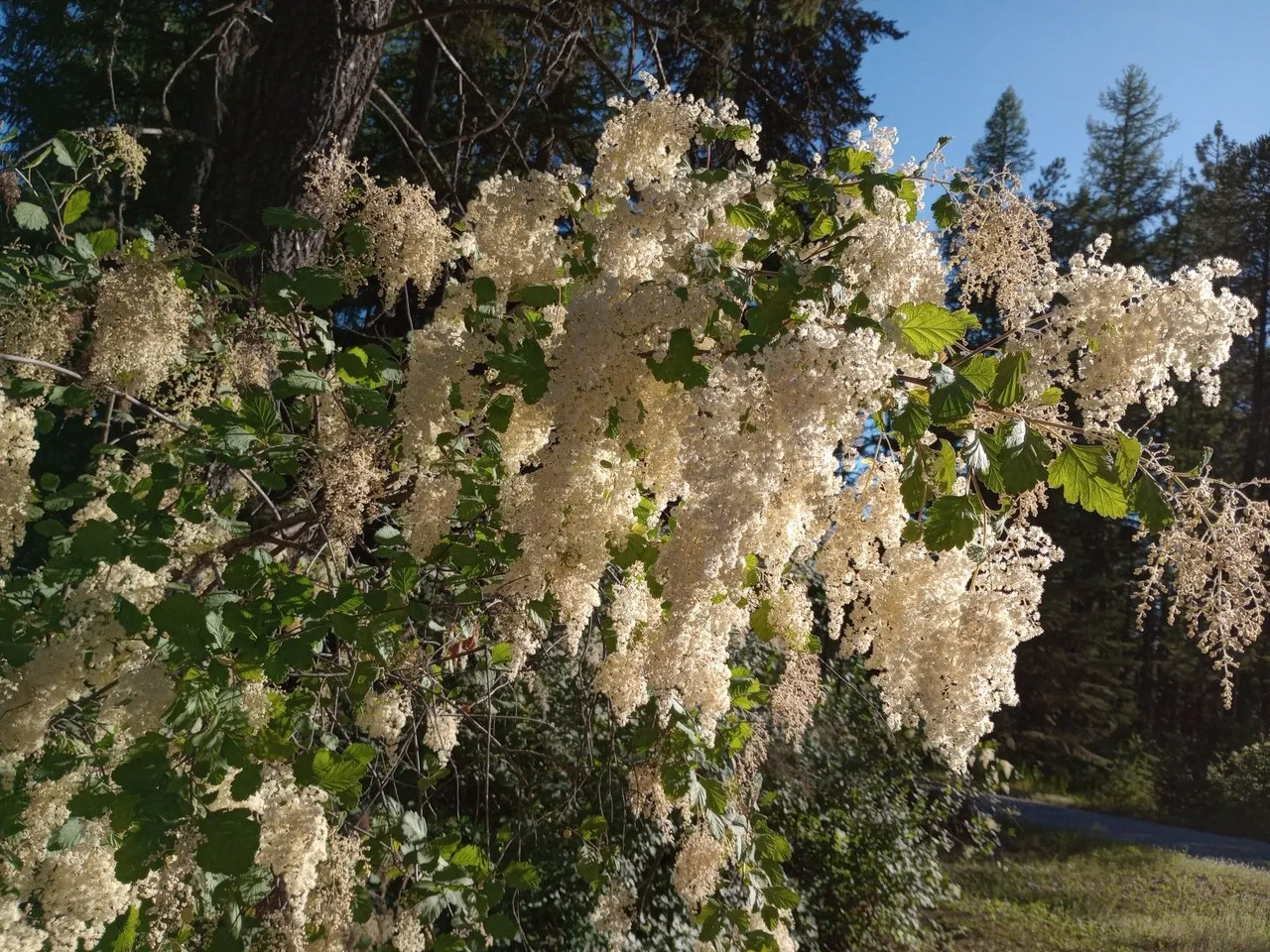 ocean spray color.jpg
