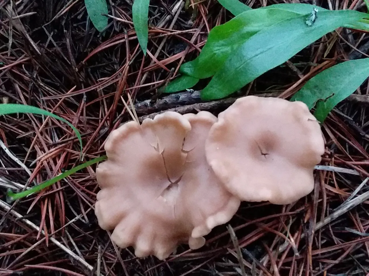 wrinkly mushrooms.jpg