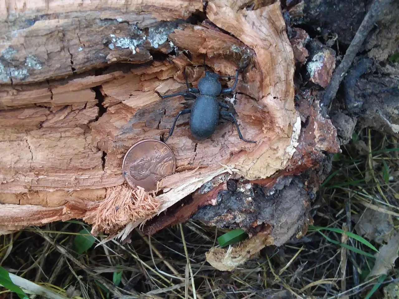 big beetle.jpg