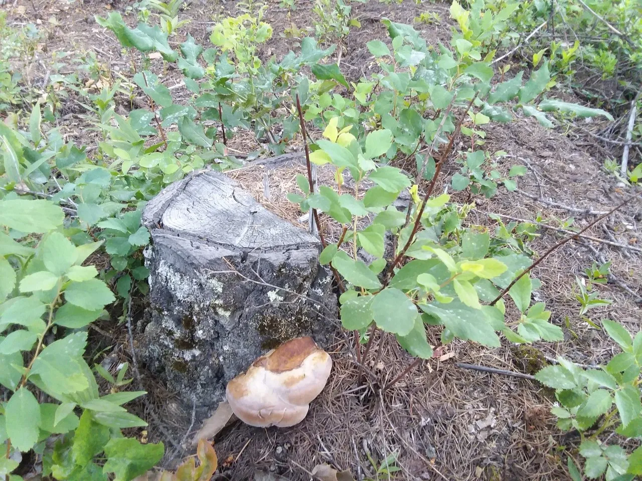stump mushroom.jpg