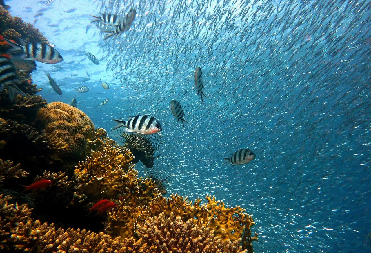 fish-g53252d35c_1920.jpg