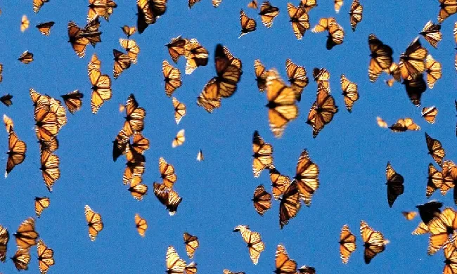 Mariposas monarcas en migración.jpg