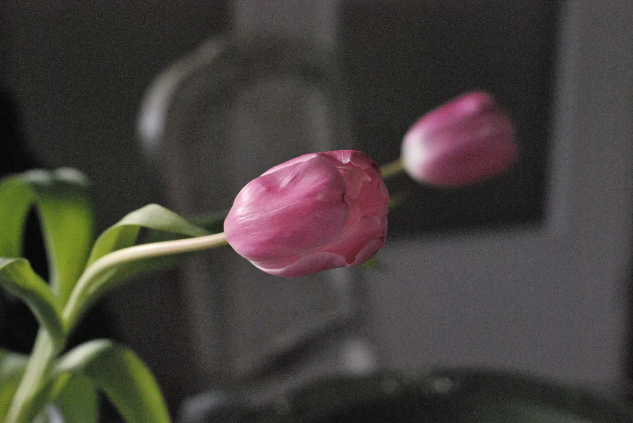 DSC_0384.JPG