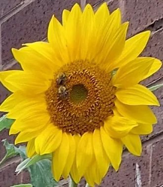 SUNFLOWER and BEEs 12th Sept 1.jpg