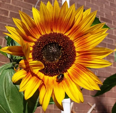 Sunflowers july 29th 5.jpg