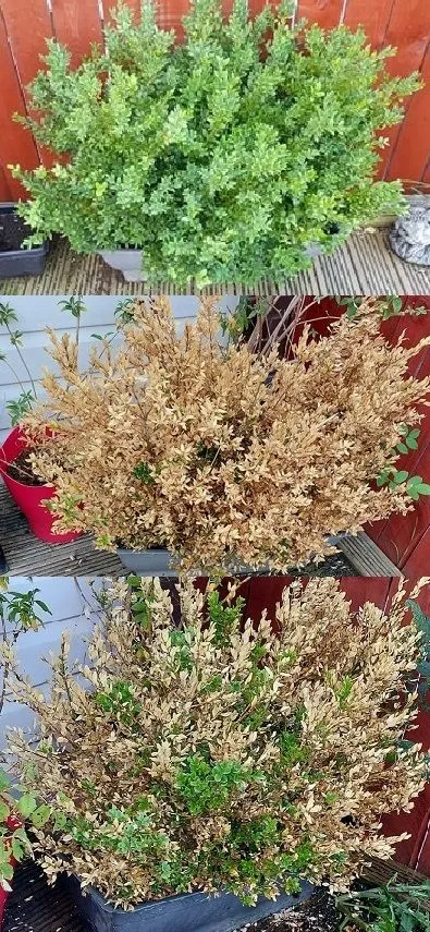 BUXXUS BUSH 4.jpg