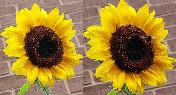 Tallest Sunflower with Bee 3.jpg