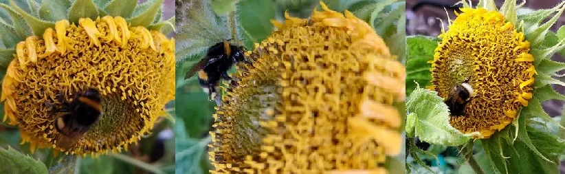 BEE 8.jpg