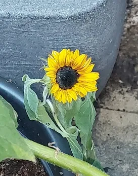 Tiny Suunflower.jpg