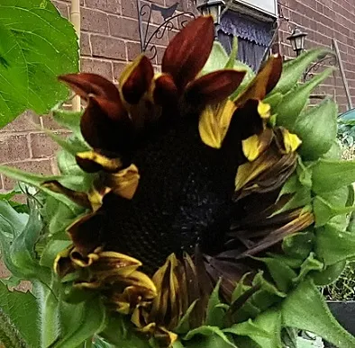 Giant Red Sunflower July 2021 1.jpg