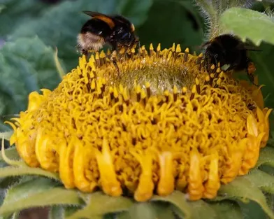 BEE'S 4.jpg