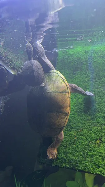 TURTLES.jpg