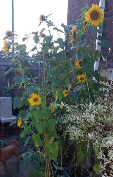 Sunflowers 16th Sept 2.jpg