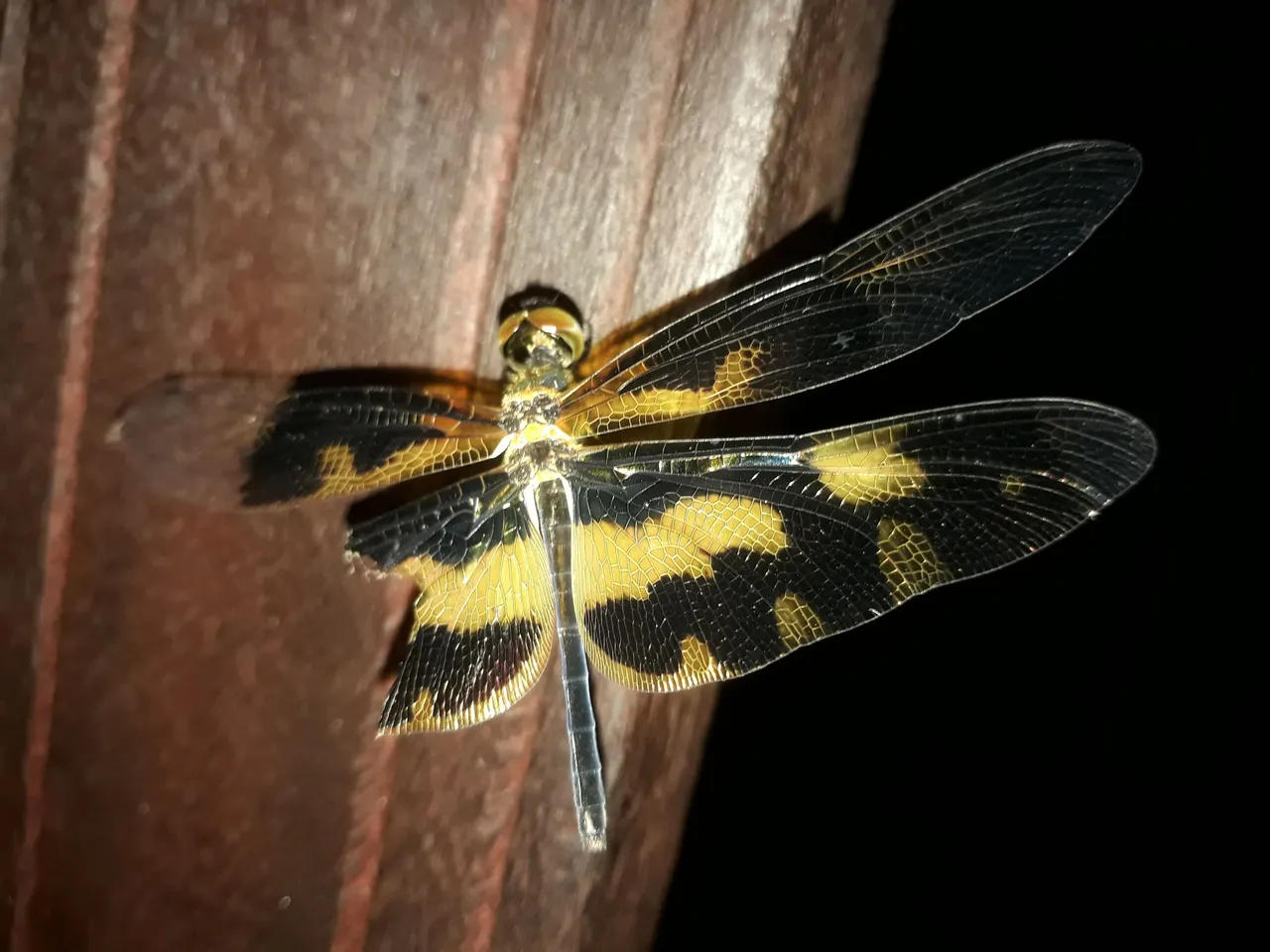 20210510_052127.jpg