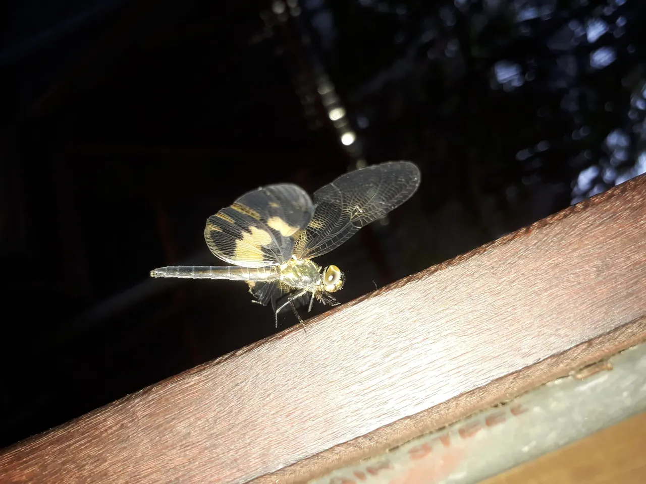 20210510_052207.jpg