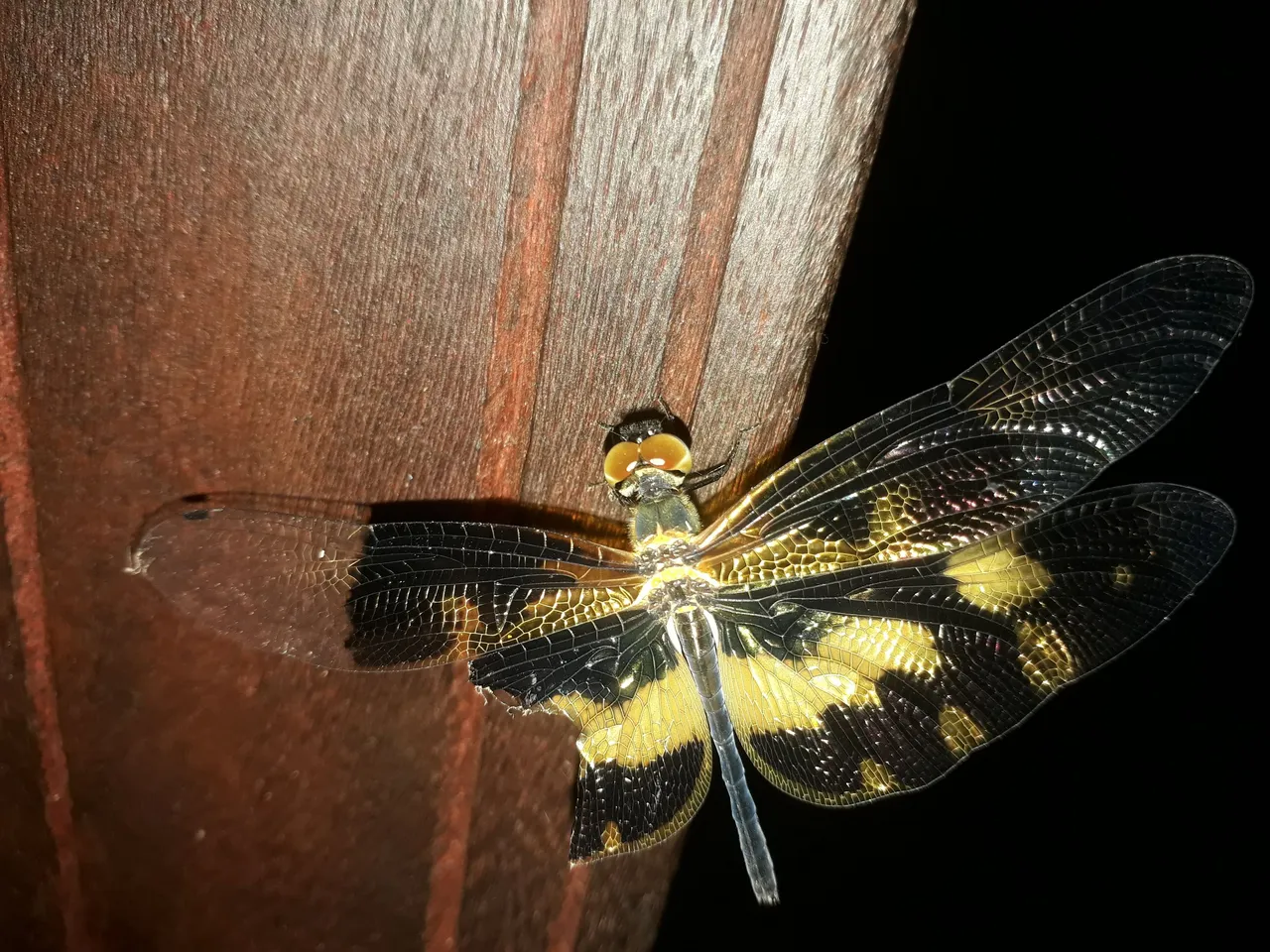 20210510_052306.jpg