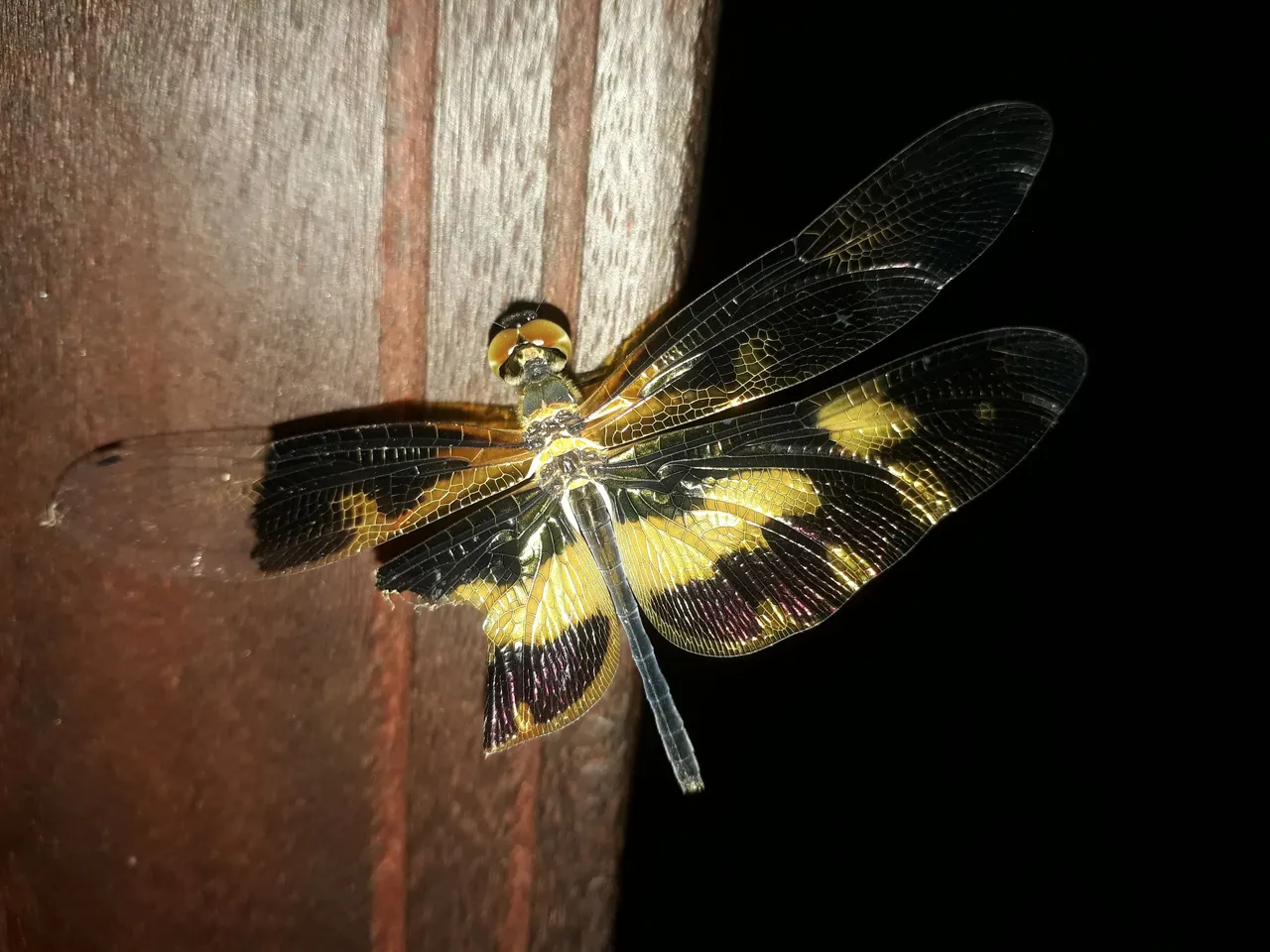 20210510_052253.jpg