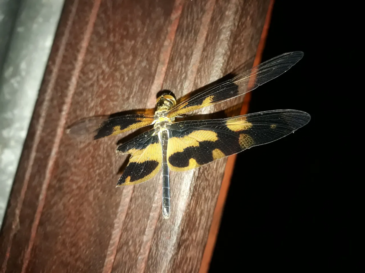 20210510_052136.jpg