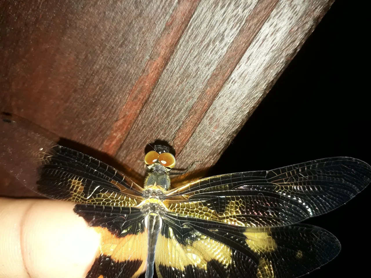 20210510_052356.jpg