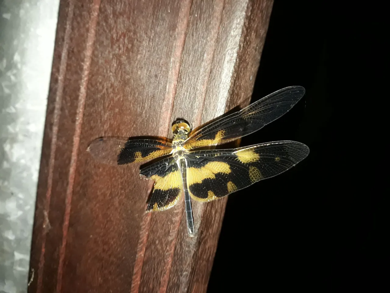 20210510_052118.jpg