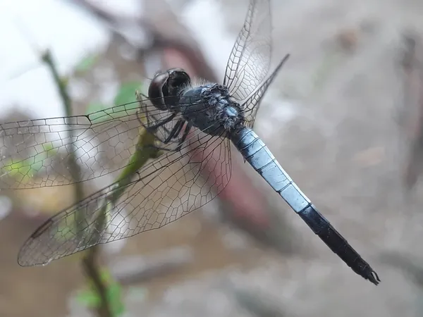 macro-photography-of-beautiful-dragonfly