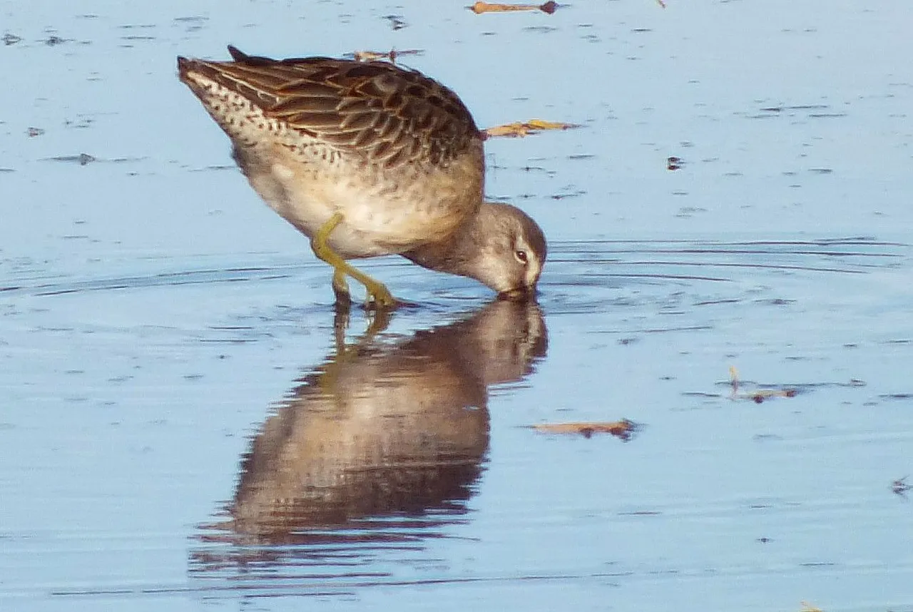 L0019-YellowLegs3.JPG