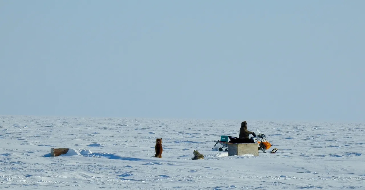 Sled Dogs on Ocean Ice