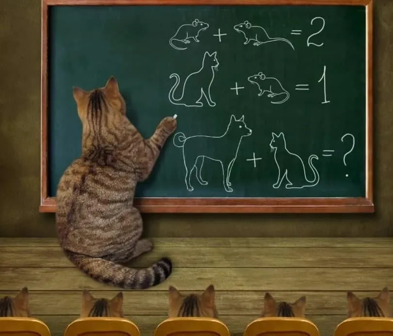 CatMath-Sgl10wA.jpg