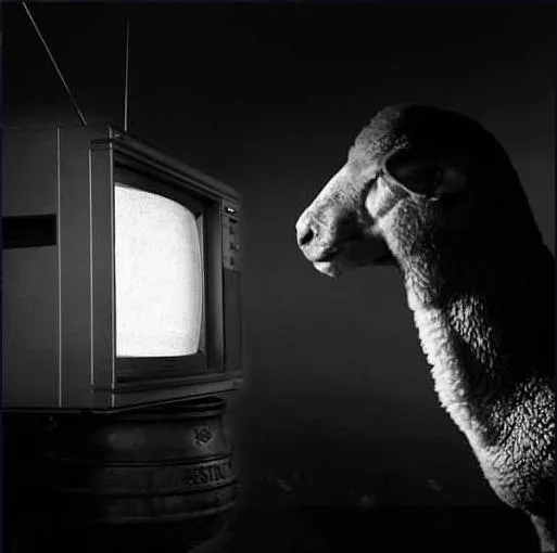 Sheeple-wHe0p02.jpg