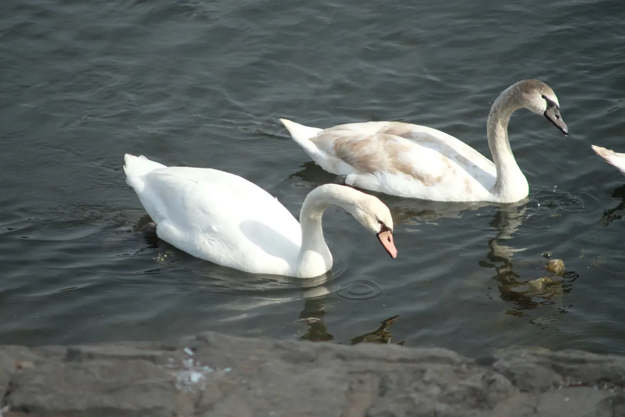 DSCF2614.JPG