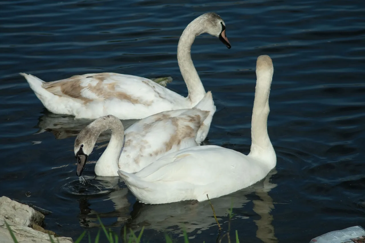 DSCF2620.JPG