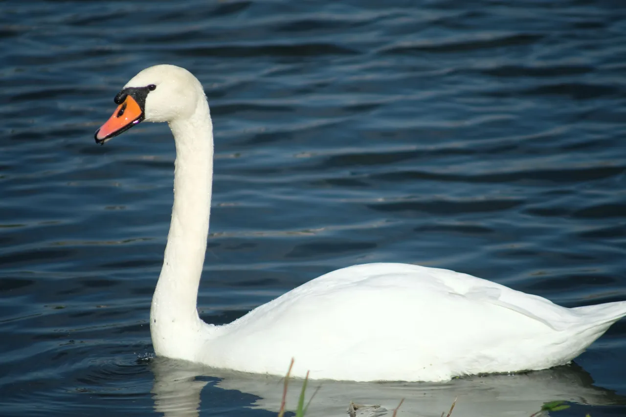 DSCF2629.JPG
