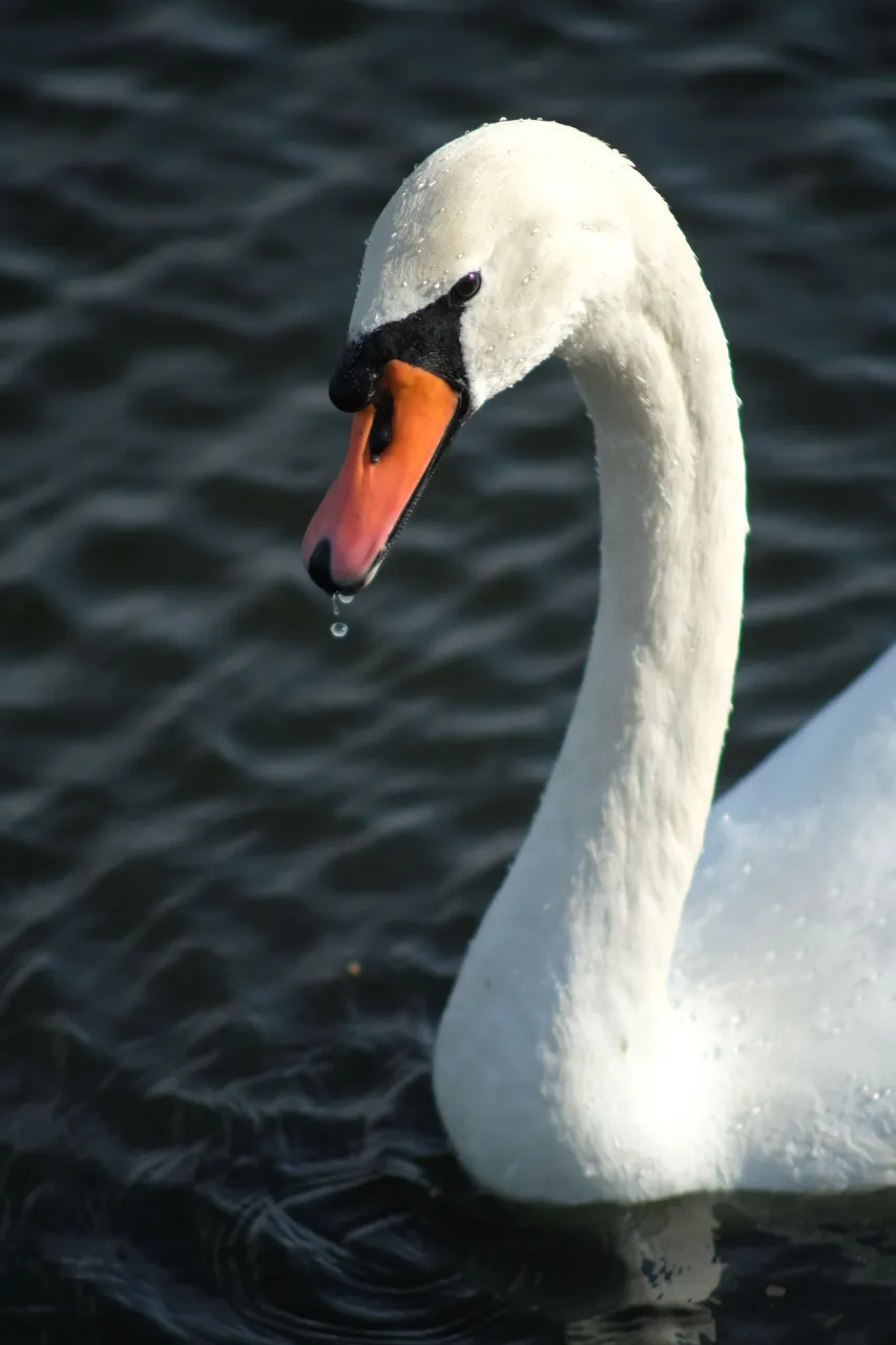 DSCF2636.JPG