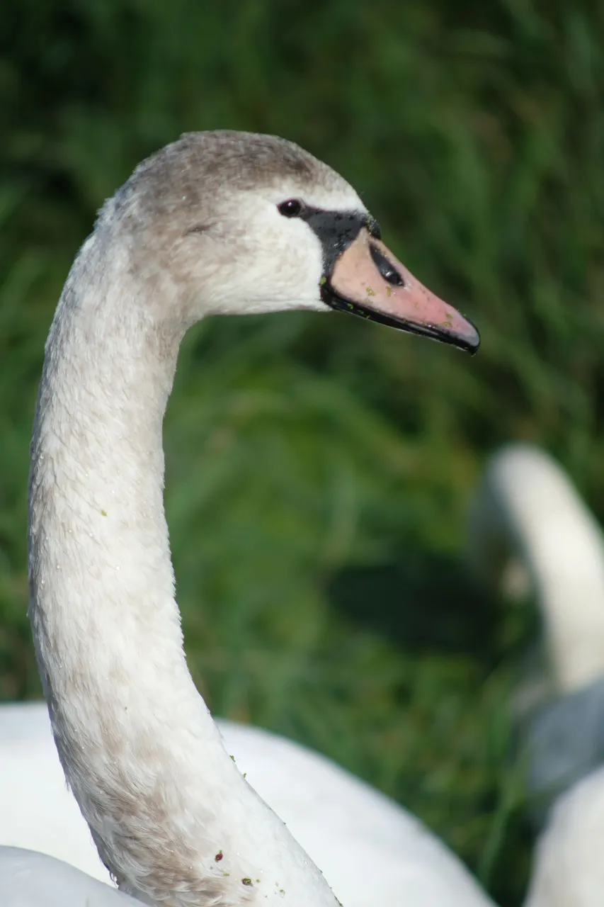 DSCF2627.JPG