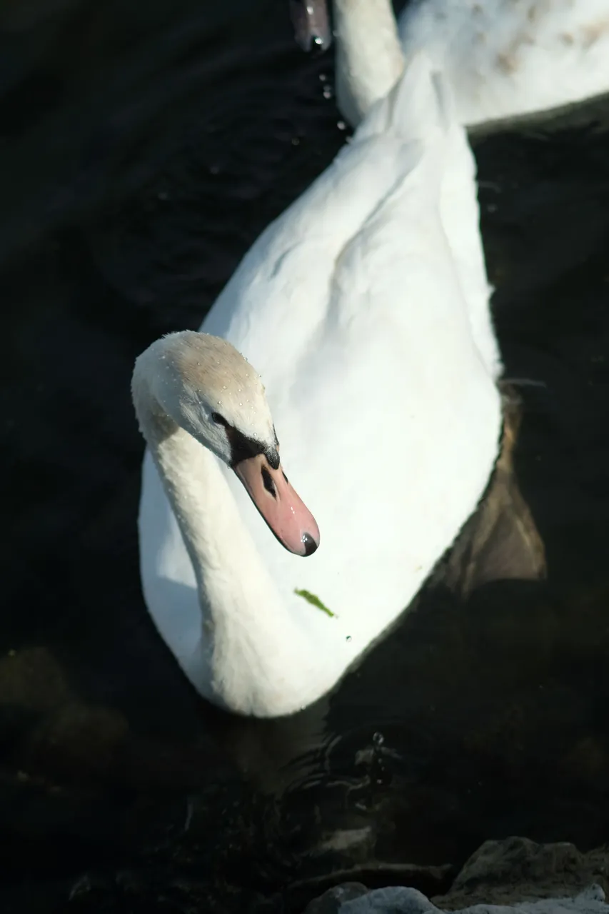 DSCF2631.JPG