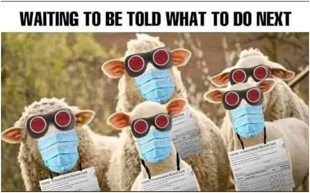 Sheeple-Vmb5nLK.jpg