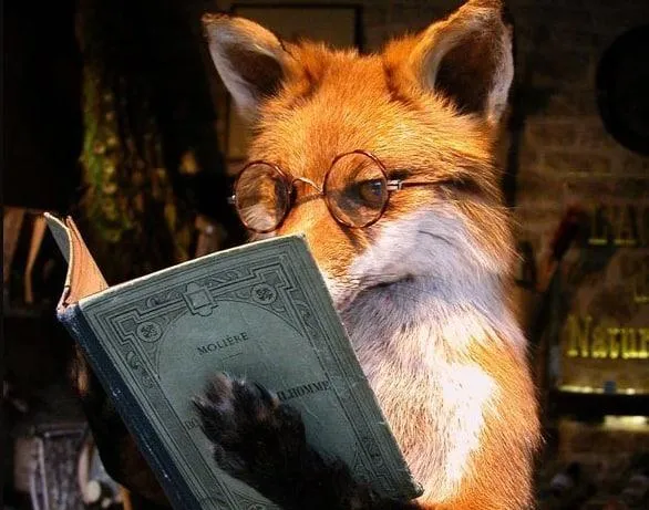 Fox-kRYwrNf.jpg