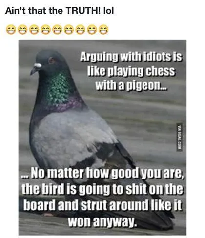 Chess with a pigeon-lDCmXEu.jpg