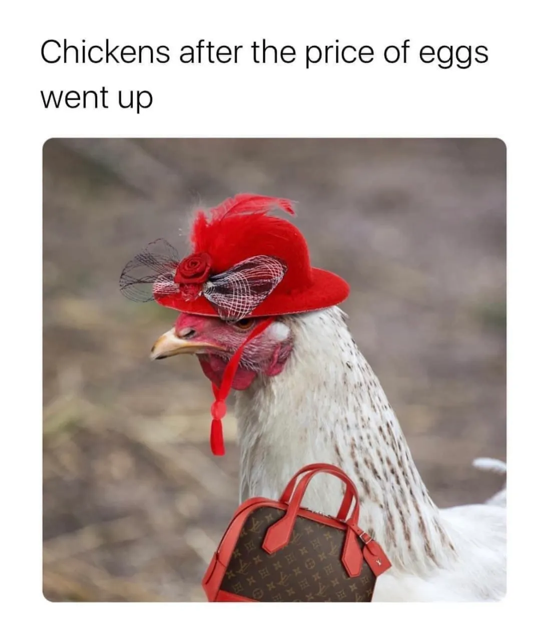 Chickens-FmSwlsoaAAAHjky.jpg