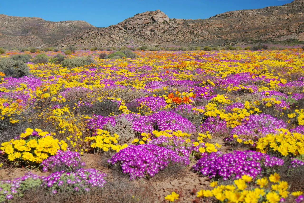 Namaqualand.jpg