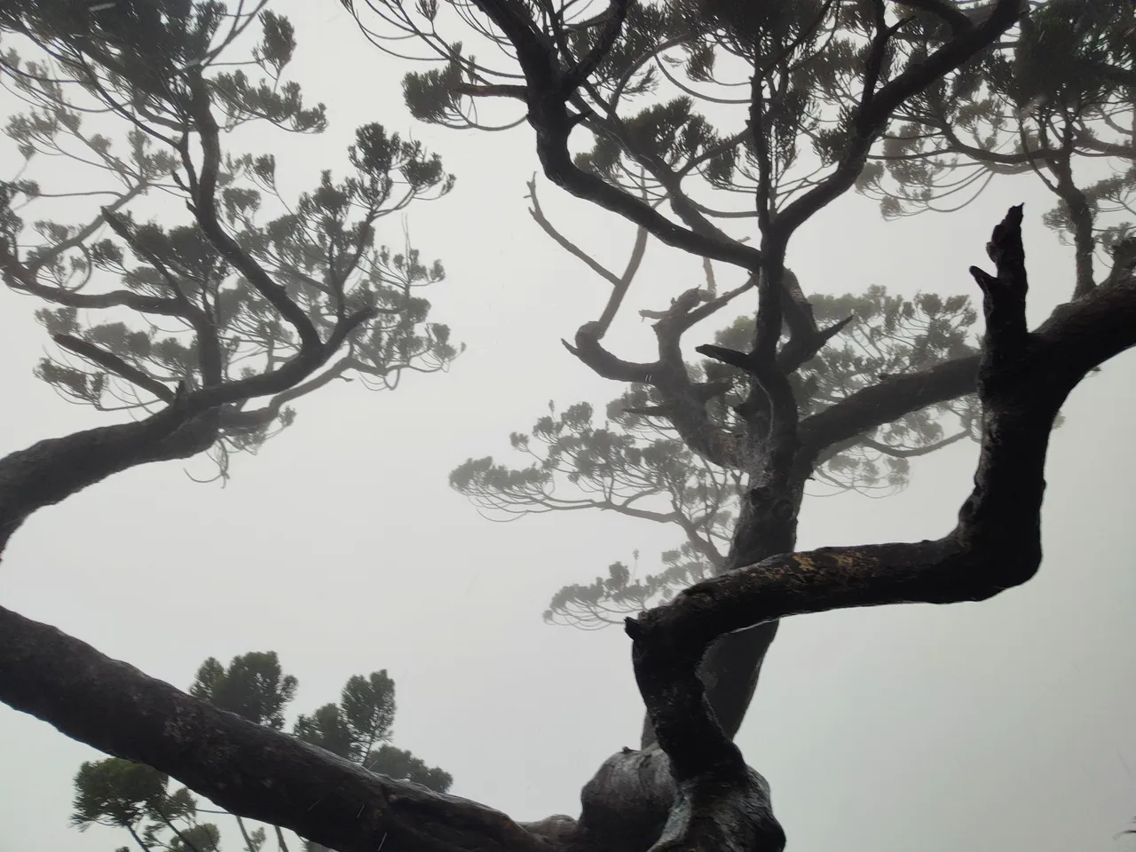 A glimpse of the century tree against the fog