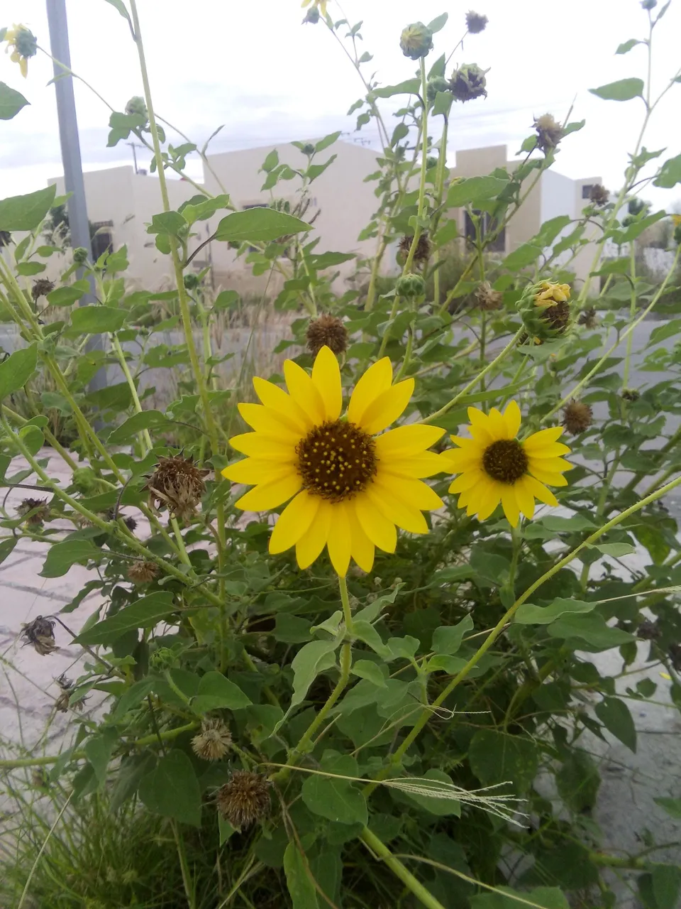 girasoles.jpg