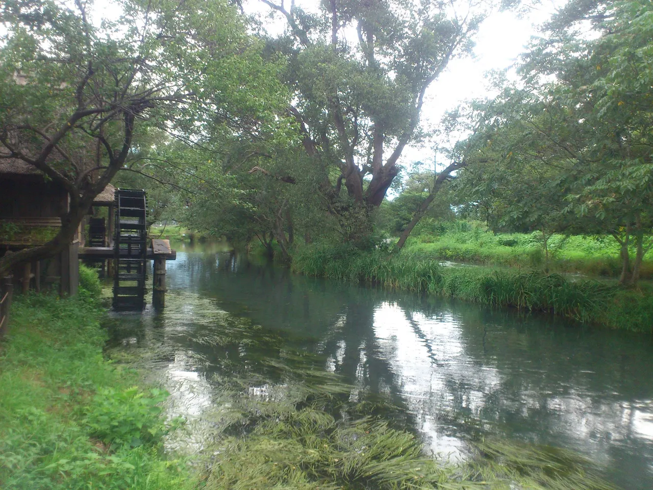 003wasabi farm (13).JPG