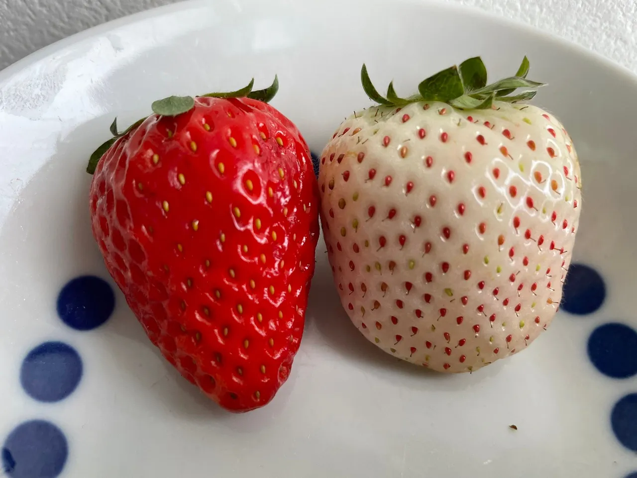 S__51732500.jpg